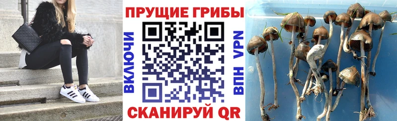 Галлюциногенные грибы прущие грибы  Мамоново 